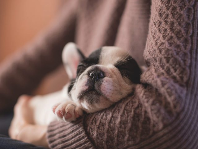 Top 3 Tips for When You Get Your New Puppy Home