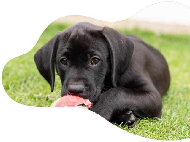 Labradors as the Perfect Family Pets: Unleashing Love and Loyalty