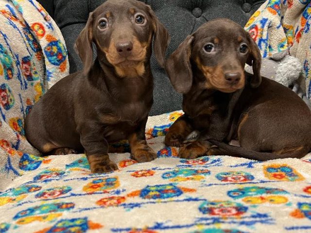 Our Two New Miniature Smooth Haired Dachshunds